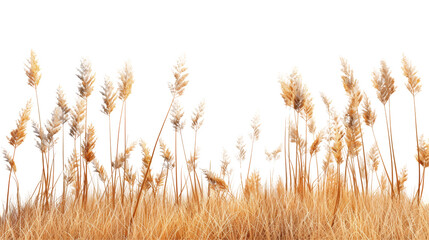 Fototapeta premium Autumn Dry Field Grass with Spikelets Isolated on Transparent or White Background, PNG