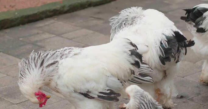 Brahma chickens flock. brahma chicken looking for food