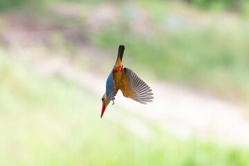Stork-billed Kingfisher fly down to water, Thailand