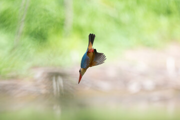 White Throated Rockthrush stand in the rain forest