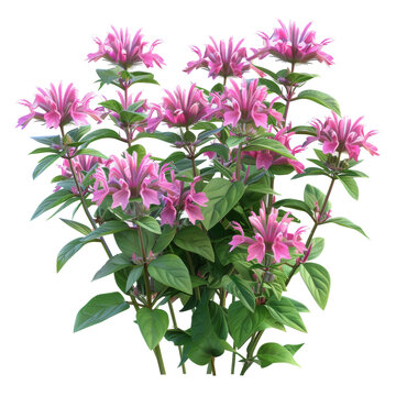 Bee Balm Flowers Bouquet Isolated on Transparent or White Background, PNG