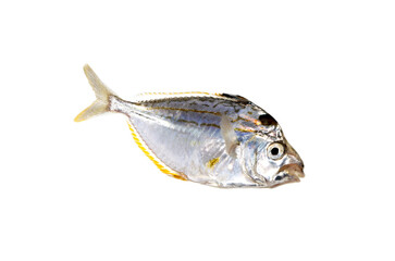 ヒイラギ　釣りの魚　白バック