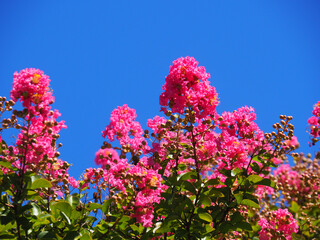 サルスベリの花