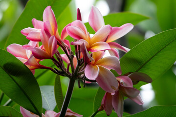 frangipani, plumeria, Kailua Kona, Hawaii