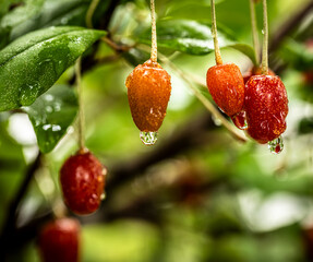 Barley trees, rain, raindrops, agriculture, crops, fruits, gardens,