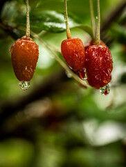 Barley trees, rain, raindrops, agriculture, crops, fruits, gardens,
