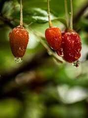Barley trees, rain, raindrops, agriculture, crops, fruits, gardens,