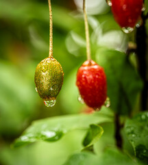 Barley trees, rain, raindrops, agriculture, crops, fruits, gardens,
