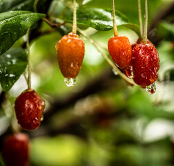 Barley trees, rain, raindrops, agriculture, crops, fruits, gardens,