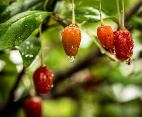 Barley trees, rain, raindrops, agriculture, crops, fruits, gardens,