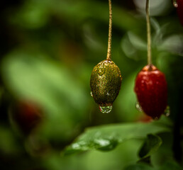 Barley trees, rain, raindrops, agriculture, crops, fruits, gardens,