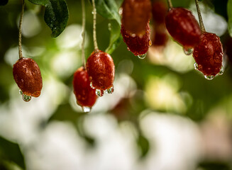 Barley trees, rain, raindrops, agriculture, crops, fruits, gardens,