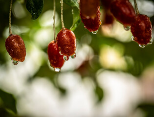 Barley trees, rain, raindrops, agriculture, crops, fruits, gardens,