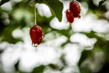 Barley trees, rain, raindrops, agriculture, crops, fruits, gardens,