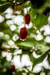 Barley trees, rain, raindrops, agriculture, crops, fruits, gardens,