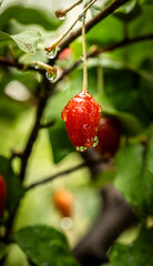 Barley trees, rain, raindrops, agriculture, crops, fruits, gardens,