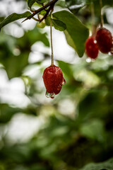 Barley trees, rain, raindrops, agriculture, crops, fruits, gardens,