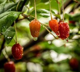 Barley trees, rain, raindrops, agriculture, crops, fruits, gardens,