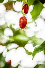 Barley trees, rain, raindrops, agriculture, crops, fruits, gardens,