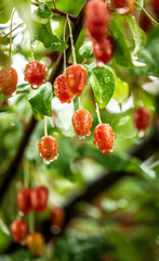 Barley trees, rain, raindrops, agriculture, crops, fruits, gardens,