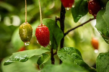 Barley trees, rain, raindrops, agriculture, crops, fruits, gardens,