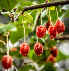 Barley trees, rain, raindrops, agriculture, crops, fruits, gardens,