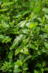 Plucea indica or beluntas plant, planted as a hedge plant. Usually used for traditional food or medicine. 