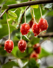 Barley trees, rain, raindrops, agriculture, crops, fruits, gardens,