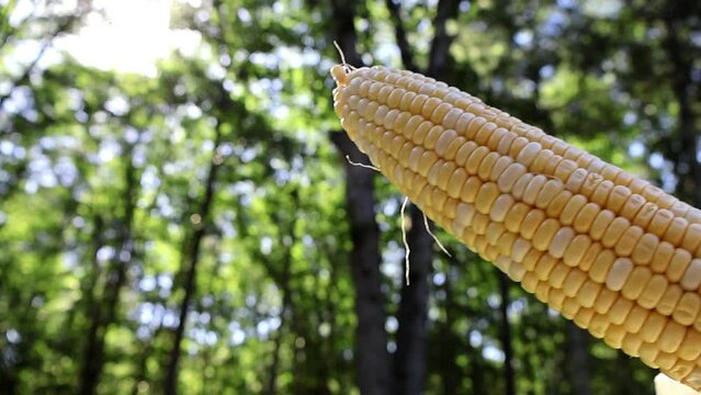 Cornfield Majesty. A single ear of corn slowly emerges from the blurred leaves, revealing its golden kernels in the sunlit field.