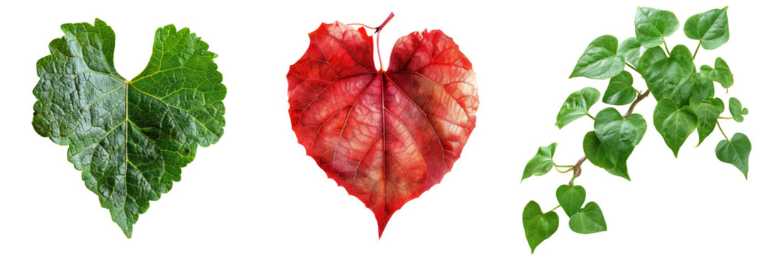 Heart Shaped Coral Vine Leaf with Tendrils Set Isolated on Transparent or White Background, PNG