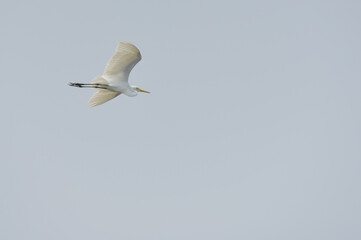 Heron freedom life isolated on the sky background.