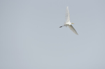 Heron freedom life isolated on the sky background.