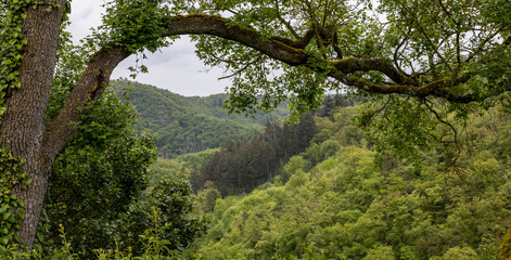 strong and thick trunk of an old tree in the park
