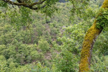 dense summer forest with many trees
