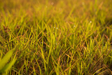 close up of green grass