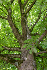 crooked and woven trunk of an old tree
