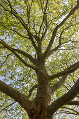 crooked and woven trunk of an old tree
