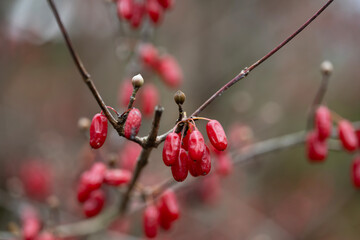 산수유
