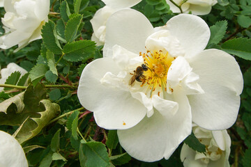 Bee on a white rose hip. A bee collects nectar. Pollination of plants. The concept of plant...