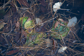 얼어붙은 나뭇잎