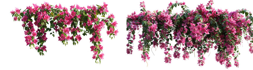 Bougainvillea Creeper Hanging Set Isolated on Transparent or White Background, PNG
