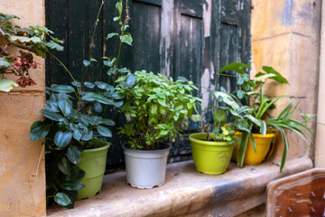 Potted plant on a closed window sill. Basil, mallow geranium and spider plant outdoors fresh nature.