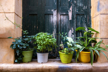 Potted plant on a closed window sill. Basil, mallow geranium and spider plant outdoors fresh nature.
