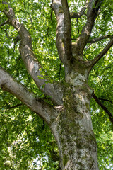 crooked and woven trunk of an old tree
