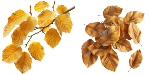Autumn Dry Yellow Birch Leaves Set Isolated on Transparent or White Background, PNG