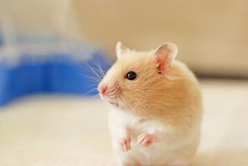 Beautiful young golden hamster