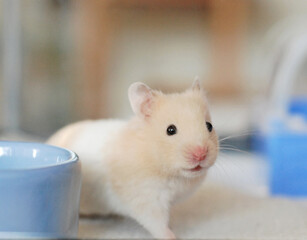Beautiful young golden hamster