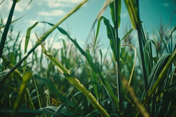 Photo of close up sugar cane fields