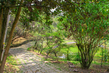 Lush Pathway and Pond in Tropical Urban Oasis