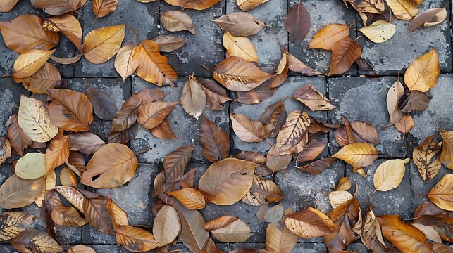 dry ketapang leaves on paving block